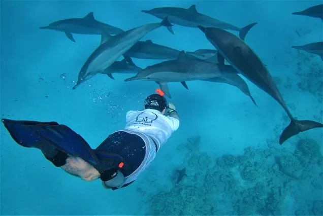 Dolphin Tour Hurghada (4)
