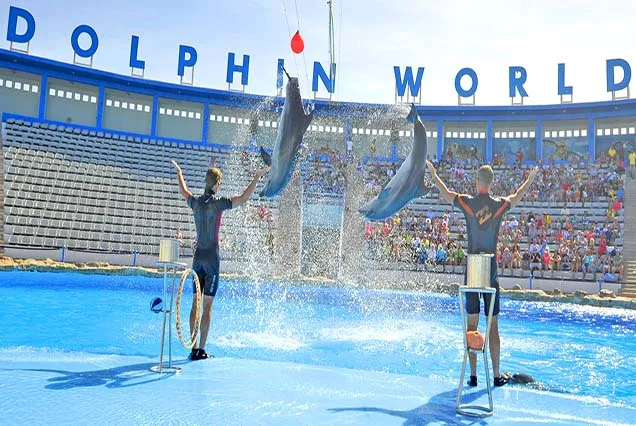 Dolphin Tour Hurghada (8)